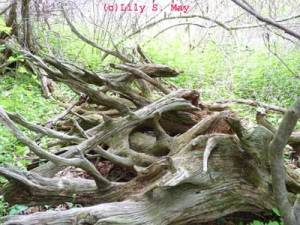 Old Roots at Kortright Conservation Centre, Ontario
