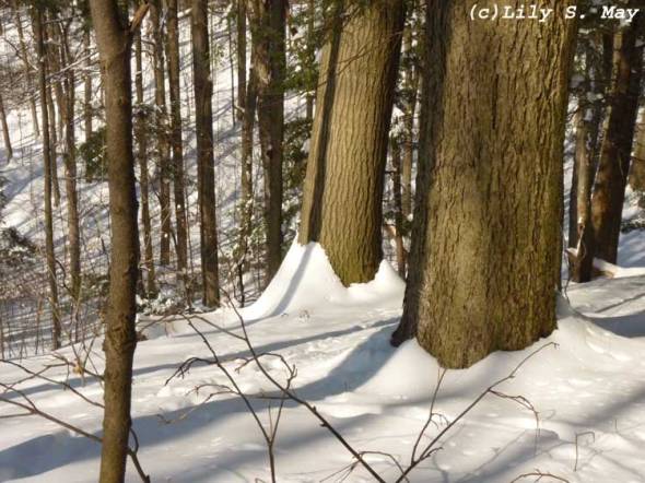 Snow in Woods at Kortright