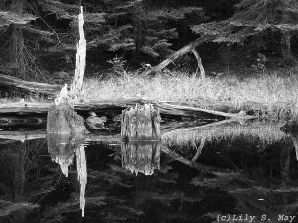 Beaver Pond Reflections